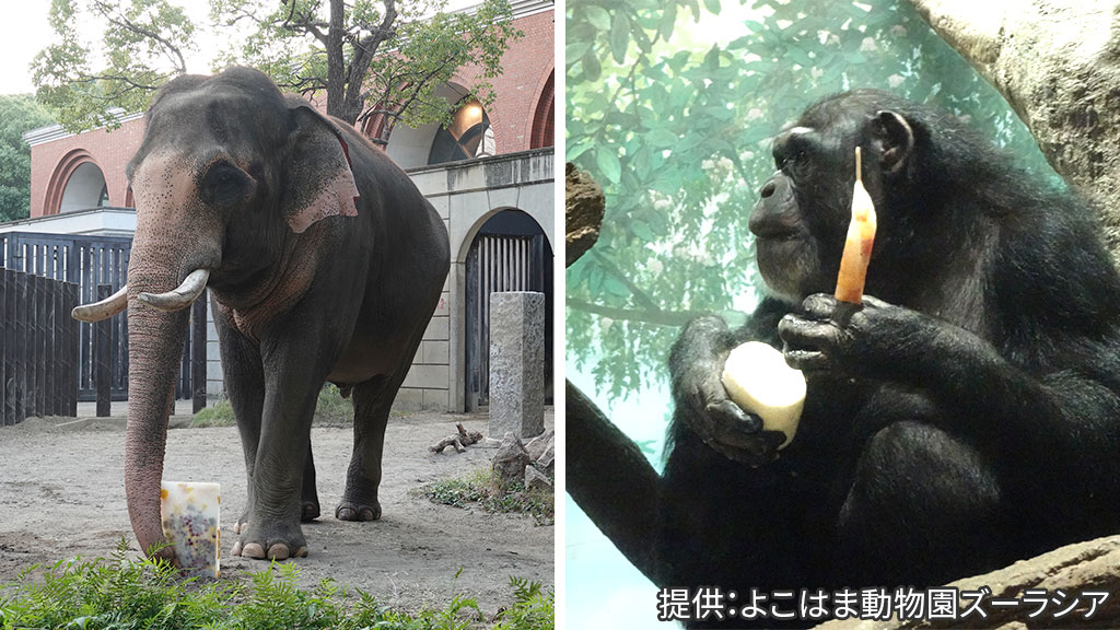 よこはま動物園ズーラシア ✕ ザ・カハラ・ホテル＆リゾート 横浜