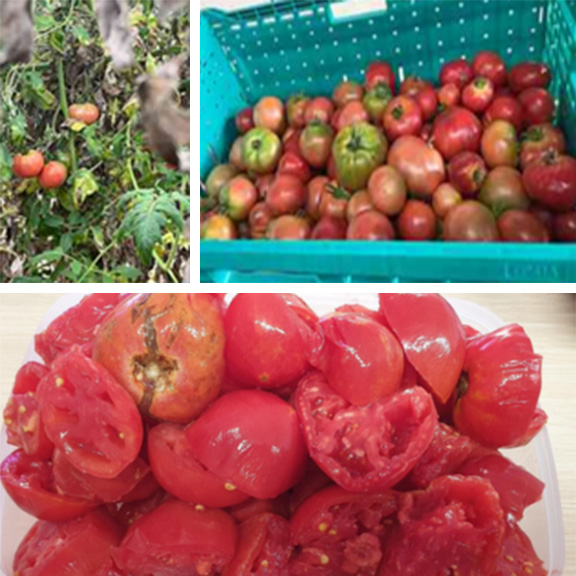 横浜農業協同組合（JA横浜）